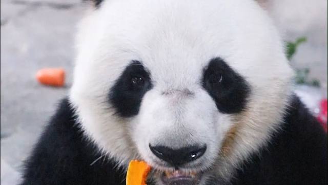 愿仔端端正正拍证件照式地吃饭，展示英俊的左面正面右面脸庞，三折叠怎么折都有面~