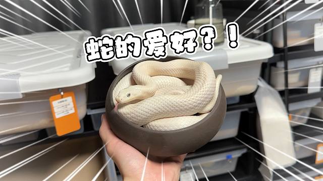 蛇蛇居然也会有兴趣爱好！而且还是不良嗜好比较多