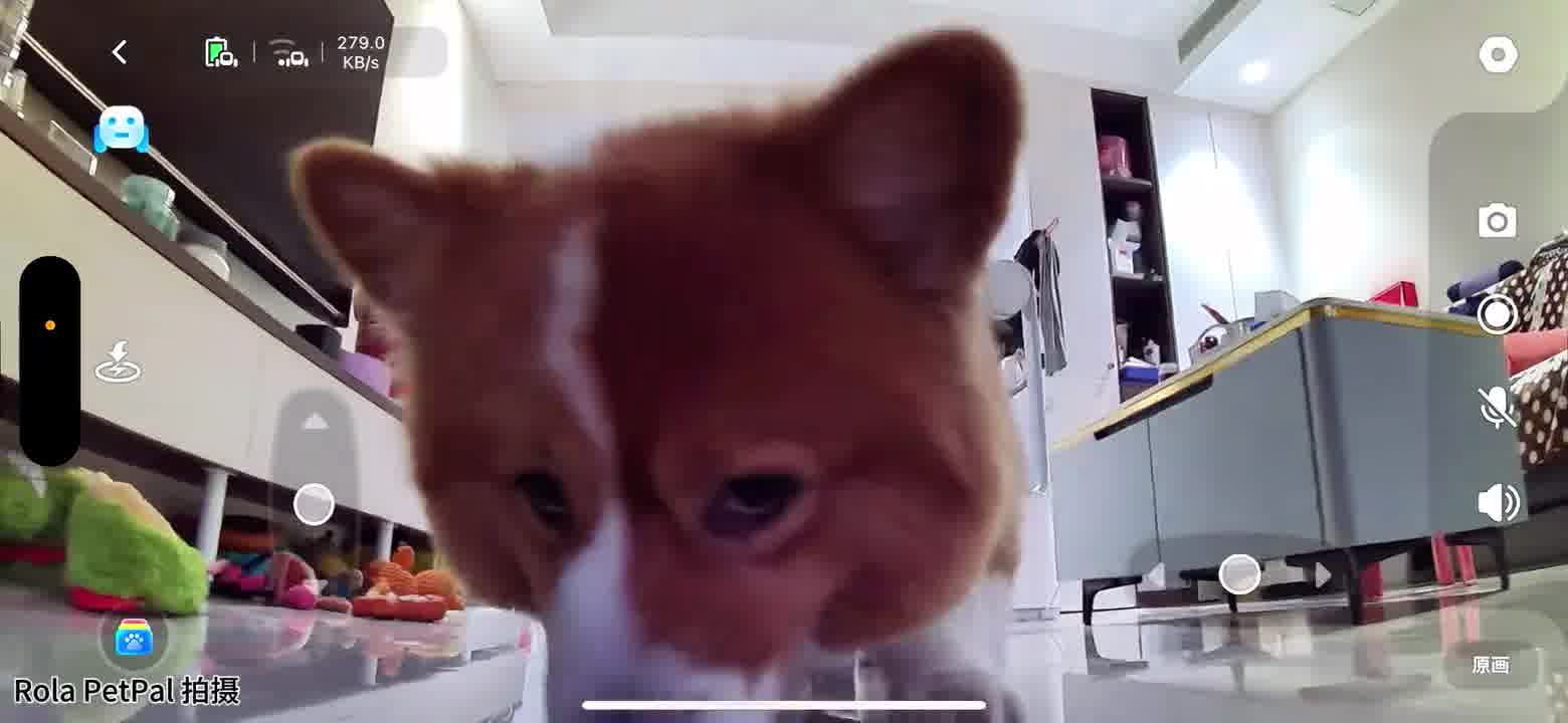 他拉的是小肉干~~