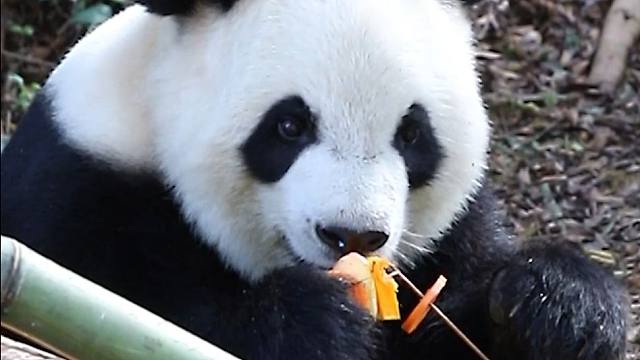 语姐吃串串不太聪明的亚子~可以向弟弟取取经