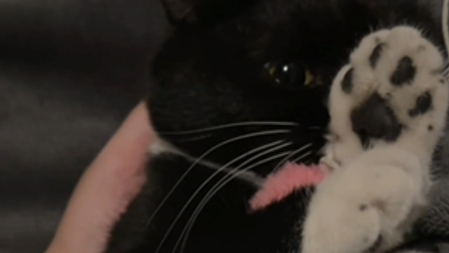 小豆包说：姨姨们做个好梦