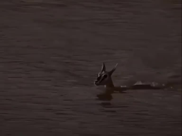 万物有灵，动物也有感情，虽然它们不会说话