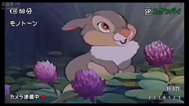 小夹子桑普兔
