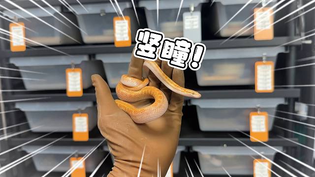 又又又到祸了！这次到祸的还是一对竖瞳的宠物蛇！