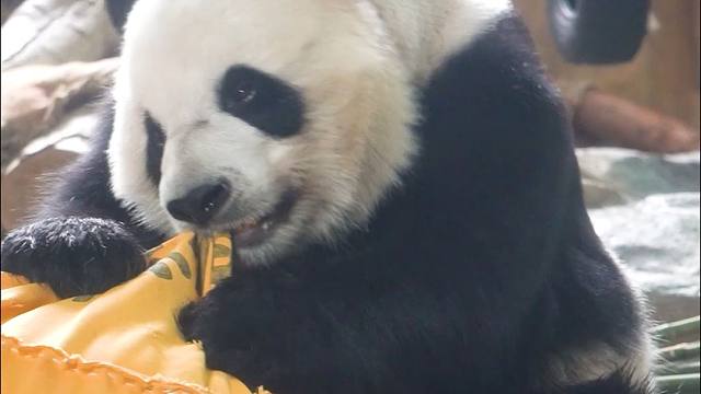 奶爸牌超厚抱枕，累坏了质检熊