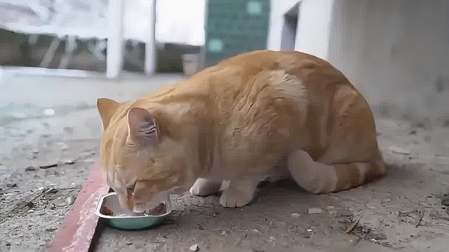 6个让猫咪听话的方法第一期