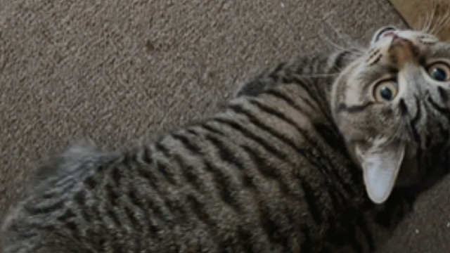 挑战回家不摸小猫…行，我输了