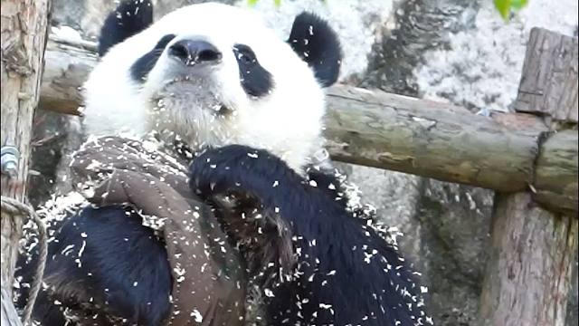 奶爸：不要再搞破坏噢~下次给猫猫缝个啥了？