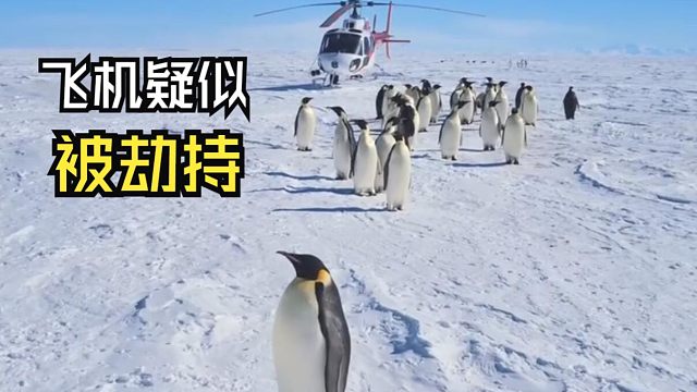 那些跟人类偶遇的动物视频！