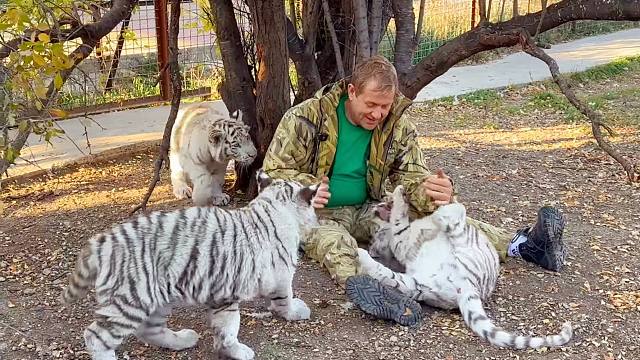 3只小白虎太调皮！是时候给它们上上课了