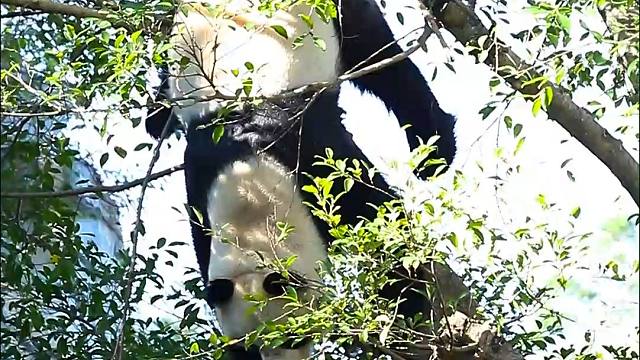 星愿表演倒挂金钩绝技...是谁的心跳在乱叫？是奶爸的呀