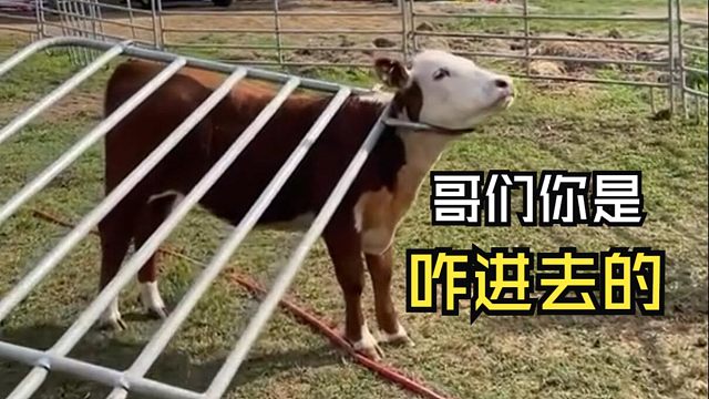 那些动物们的尴尬时刻！