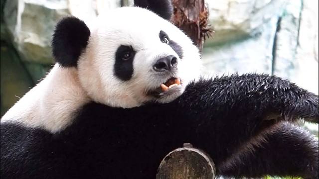 福建第一甜妹大熊猫，实至名归