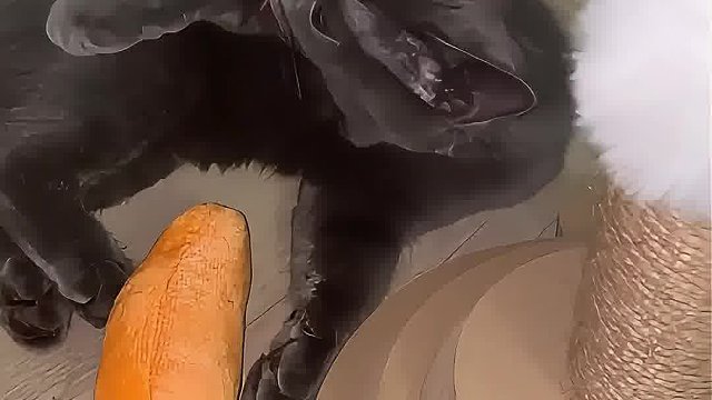 小暖暖日常也在努力练习狩猎技巧