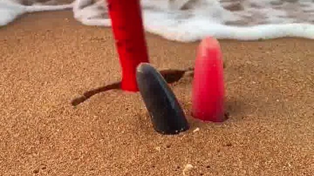 抓海肠我是专业的