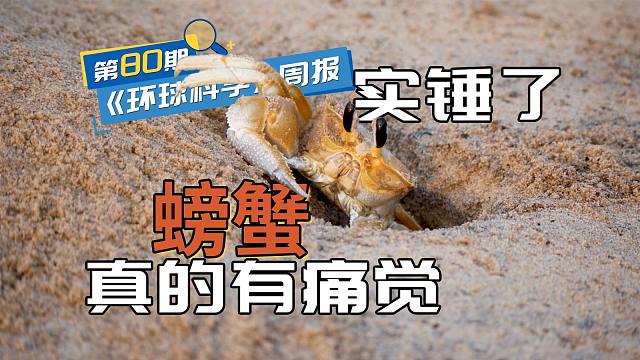 螃蟹真的有痛觉，科学家终于证明了｜《环球科学》周报079期