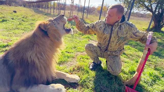 大狮子会吃熏鸡吗？