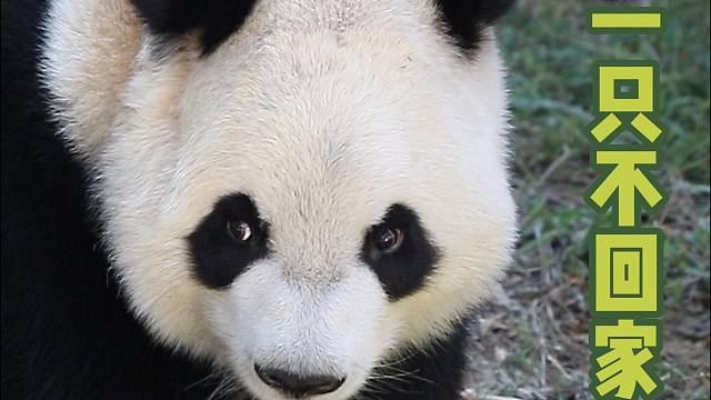 爱上一只不回家的熊~翻相册翻到下半年降温后第一次出外场超级兴奋的星语，奶爸声嘶力竭也唤不回