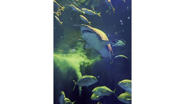 你看它满口尖牙