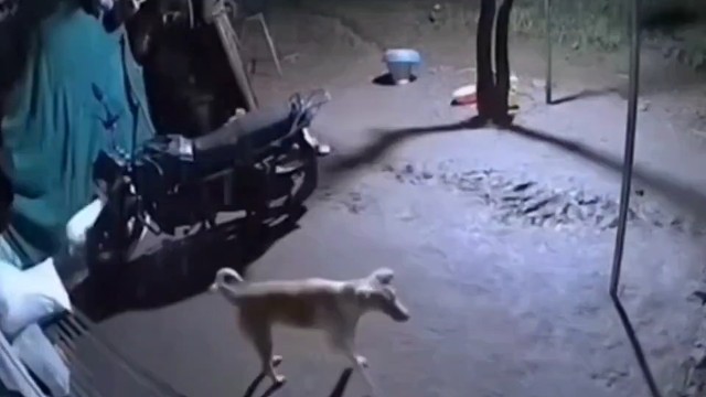 狗子碰见豹子，当时就懵了 #搞笑配音