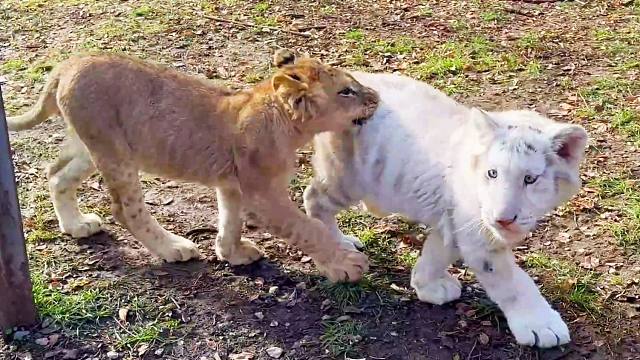 小母狮和小白虎把奥列格园长当成了猎物！