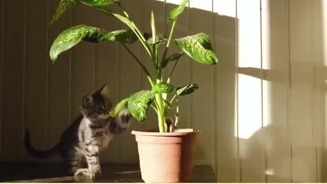 10件我们常做却可能伤害猫咪的事情第二期