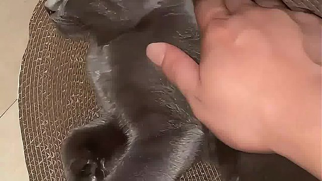 猫咪是祛除班味的最好良药