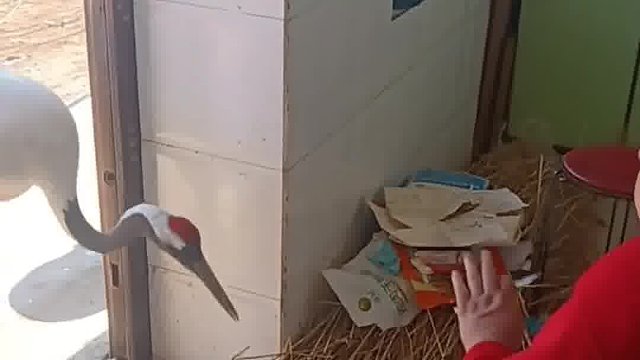 丹顶鹤进屯子了