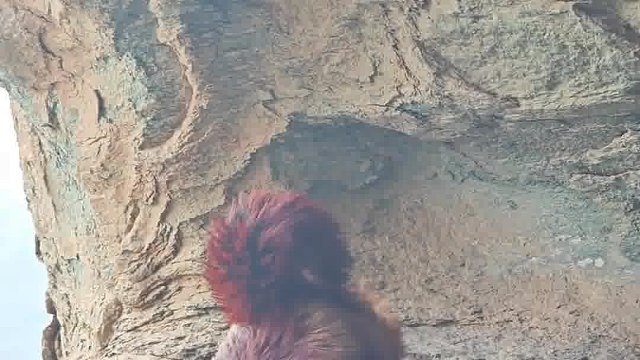 武當山——天仙岩飛鼠野生动物零距离