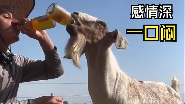 那些好玩的动物视频！