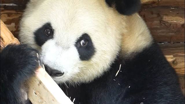 猫猫拆家被奶爸发现，满脸写着心虚