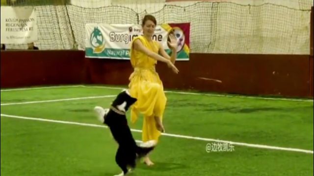 边牧到底可以学会多少技能，这个视频可见一二