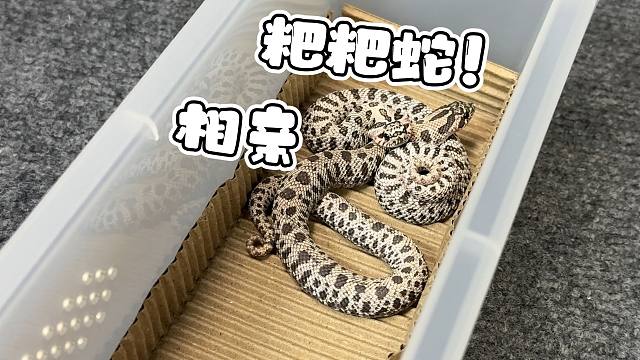 又又又到祸了！今天给猪儿虫整了个对象