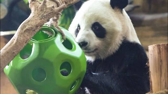 愿仔拯救玉米大作战！先智取后武斗，最后放大招：奶爸！！！