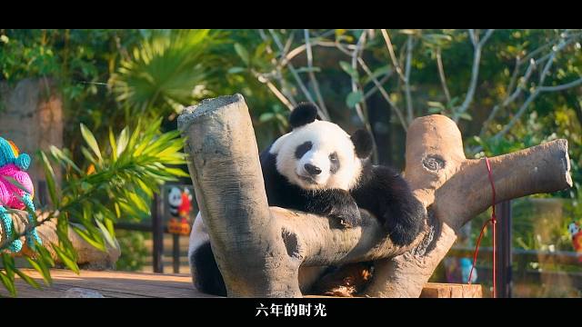 贡伴六载，舜意绵长，共庆海野热带熊猫兄弟贡贡、舜舜登岛6周年，熊生漫漫，用爱陪伴！