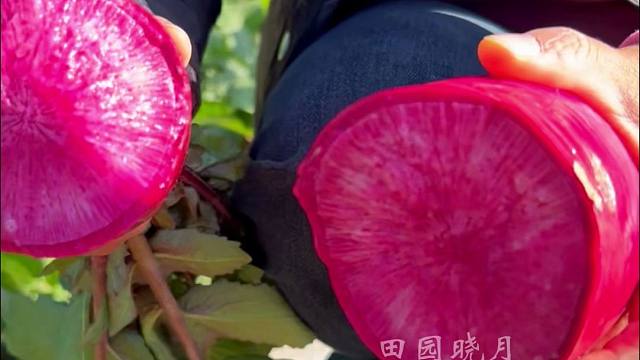 比水果还好吃的凤梨萝卜，菜园花盆都能长得好