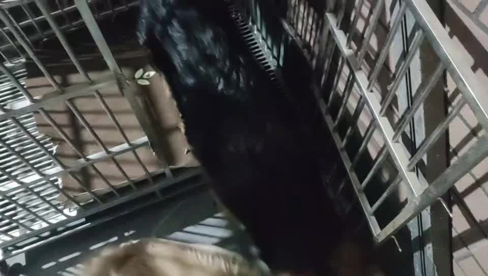 欢迎来到狗儿1的直播间-片段1