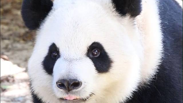 小朋友们，你们怎么还有两幅面孔呀？