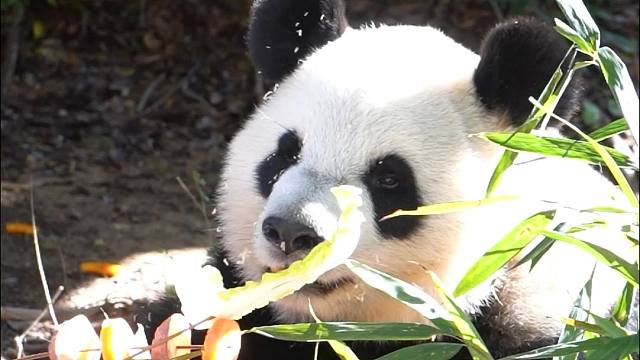 拆家被奶爸发现，秒变撒娇小熊