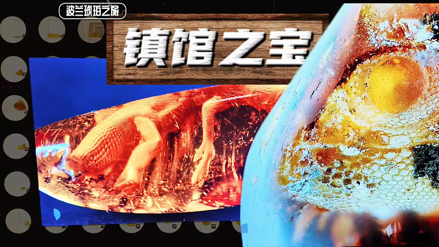 【陈睿】千万年前的老蜥蜴！揭幕世界最大琥珀博物馆的镇馆之宝！#带你全球淘琥珀 第三集