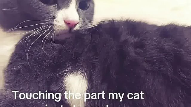 我不是人，但你是真的狗