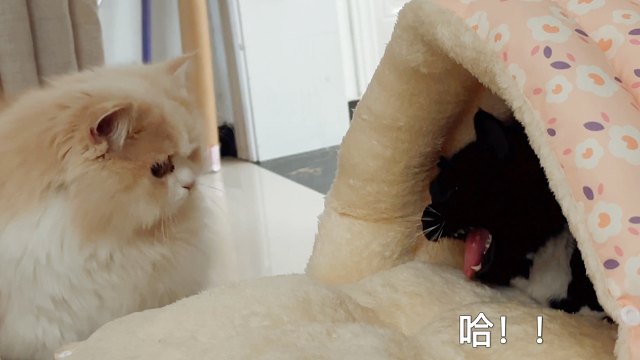 这一幕不拍我后悔一辈子