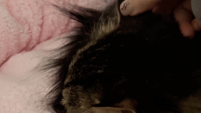 煤球让我摸耳朵和脚了，谁懂这个含金量啊