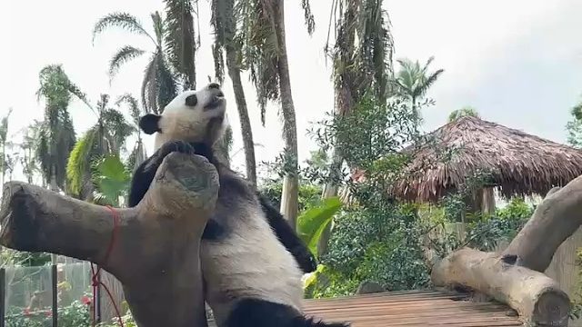 舜舜：太阳暖暖的，好舒“hu”哦~