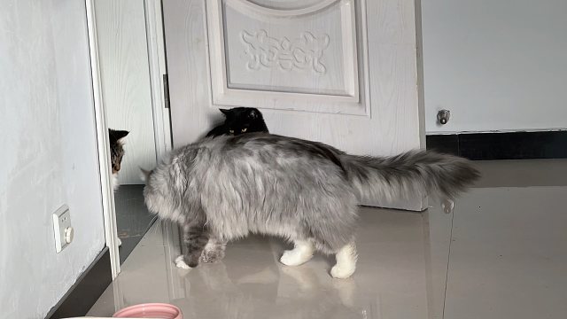 豆包：一大早就看到这俩猫贴贴