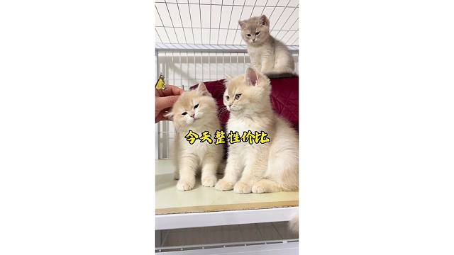 今天整几个性价比～