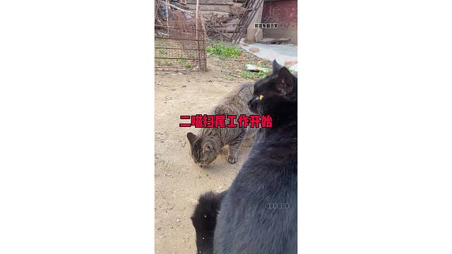二喵扫尾工作开始了