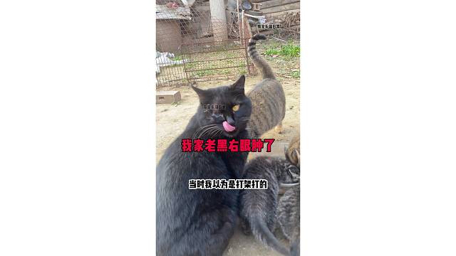 我家大老黑右眼真肿了