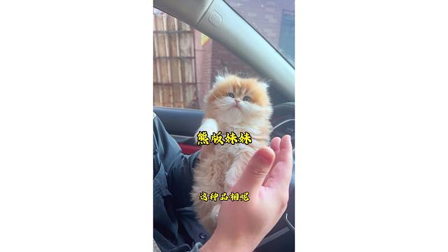 颜值逆天，宠养天花板！繁育首选！