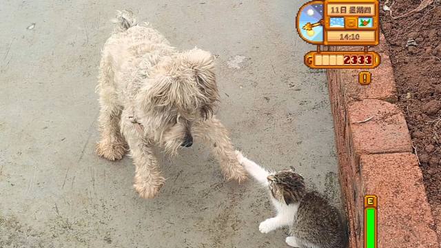 【真人星露谷】鼠患危机，猫猫队出动！